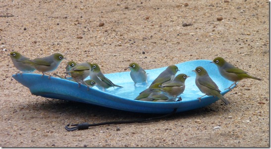 Birds hatch 1