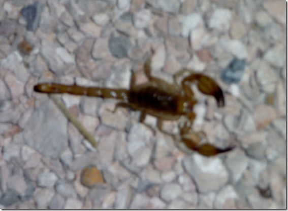Scorpion