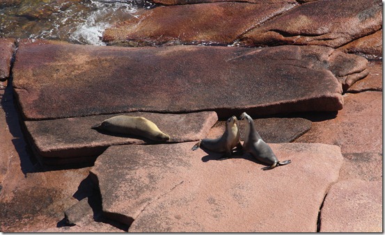 sea lion argue