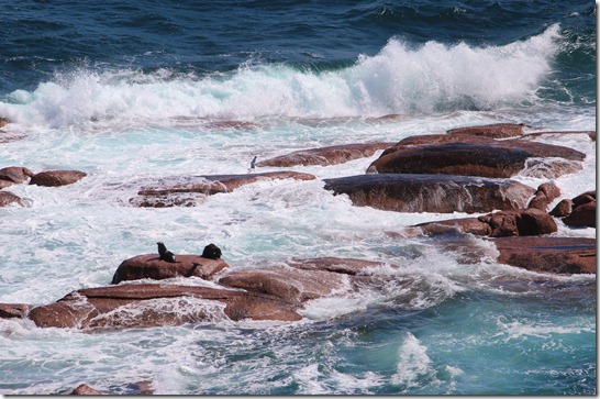sea lion rock 1