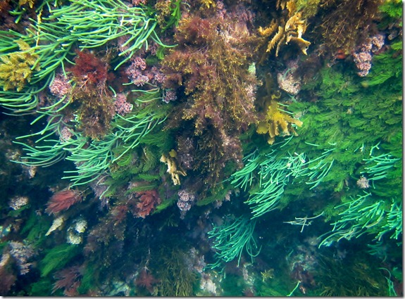underwater