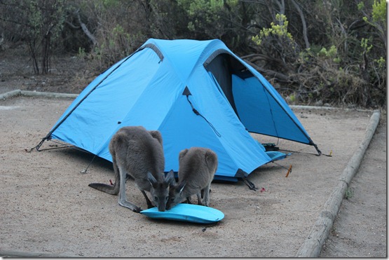 wallaby Joey drink