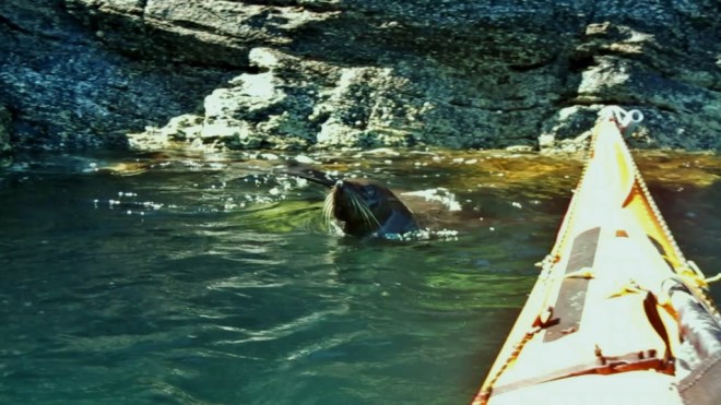 Suddenly there was a set of whiskers on my bow