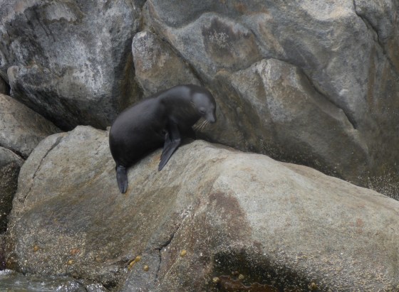Sea Lions doing what they do best---relax on a warm rock
