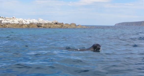 seals west island 1