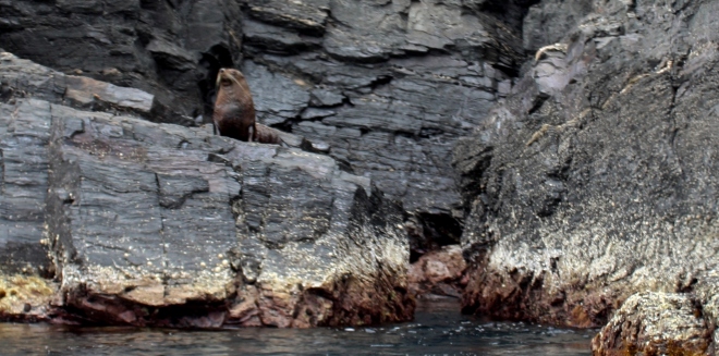 New Zealand Fur seals enjoying the calm waters