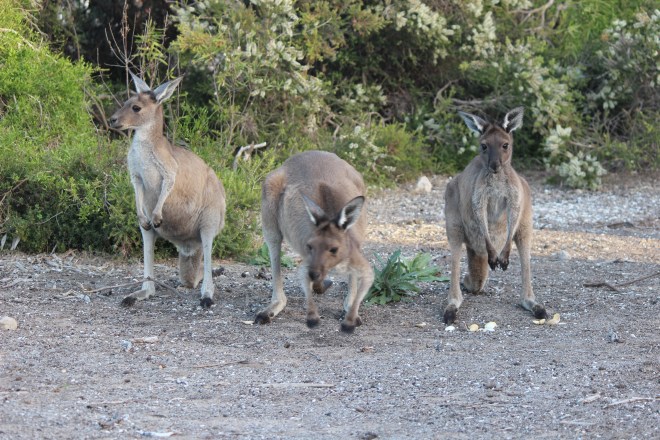The 3 Banditos often dropped into the camp