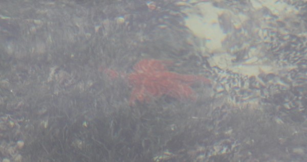 Starfish dotted the sea floor